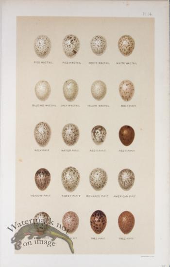 Seebohm Eggs 17